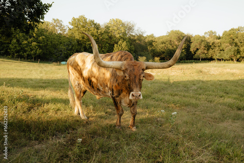 Texas longhorn cattle grazing in a Kansas pasture at sunset, showcasing their iconic wide horns and rustic beauty in a natural farm setting.