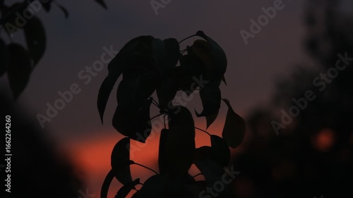 Close-up footage of dark leaves in silhouette against a dramatic sunset sky with deep orange and purple tones. 