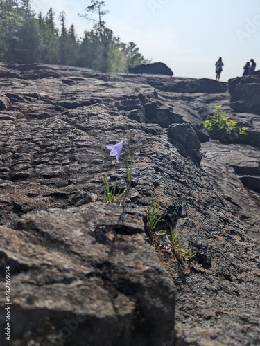 flower on blackrocks