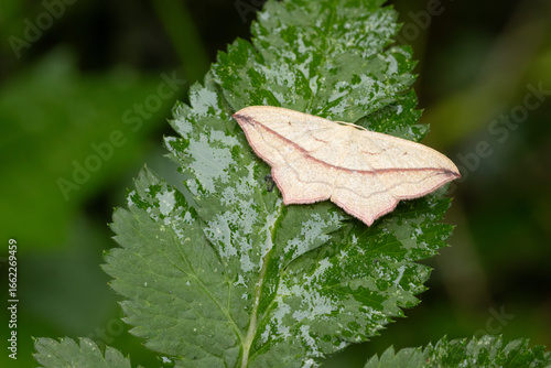 Ein Ampferspanner (Timandra comae) sitzt auf einem Blatt