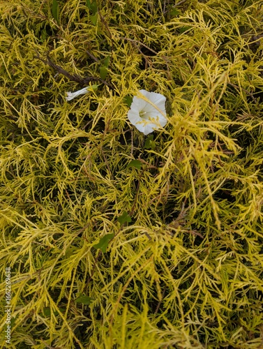 yellow plant with flower