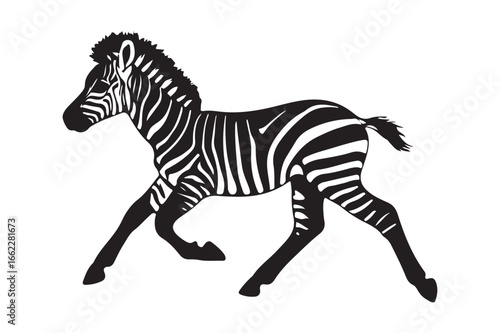 Adorable zebra foal running with striking black and white stripes majestic african wildlife