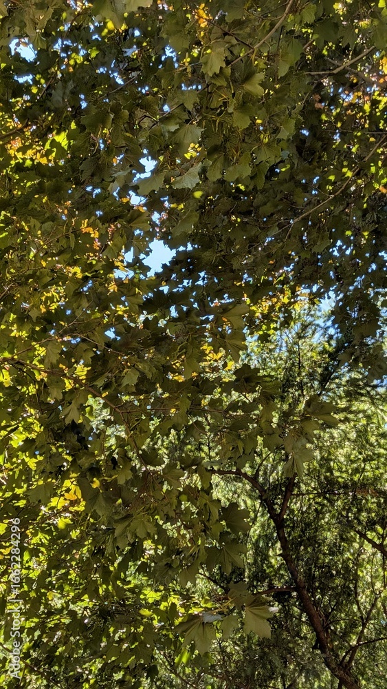 Fototapeta premium leaves in a tree from below