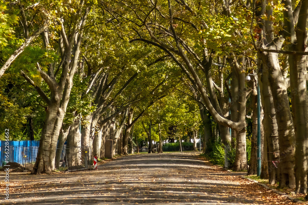 Naklejka premium Beautiful alley in Városliget City Park with plane trees forming a natural canopy, sunlight filtering through yellowing leaves creating patterns on fallen foliage. Budapest, Hungary.