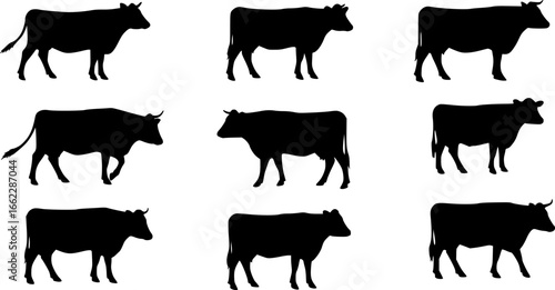 cow silhouette Vector set, cattle silhouettes, diverse breed of cows. Ideal for farm, ranch branding. Perfect for logos, decals. Black, white background. Bulls, cows, standing, walking, running