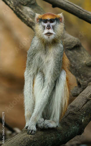 Portrait of Patas monkey on branch