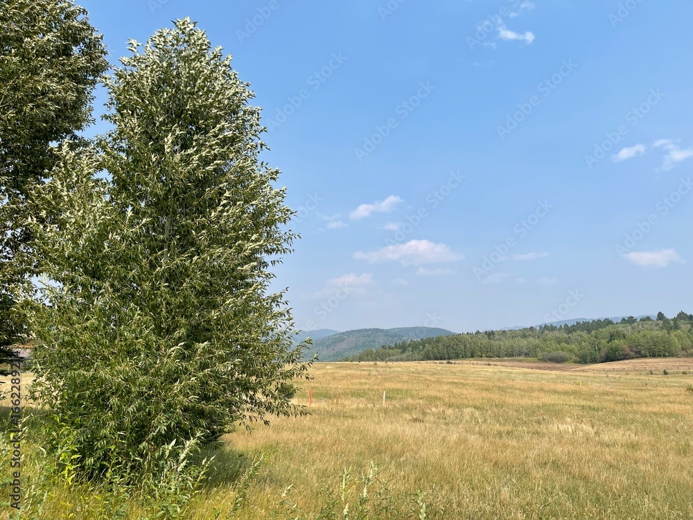 Obraz premium landscape with trees
