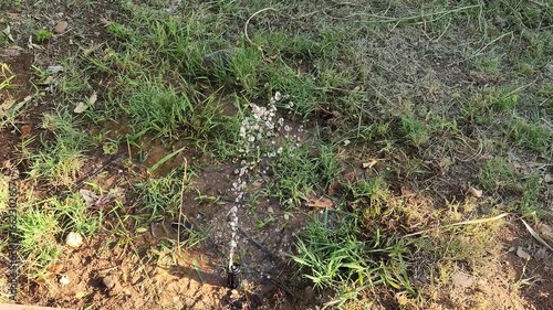 A broken garden sprinkler, spraying water narrowly upwards instead of a wide area