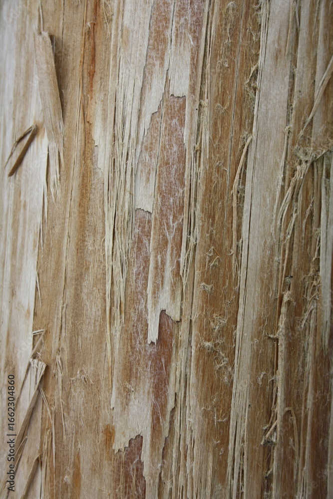 Fototapeta premium old wood texture