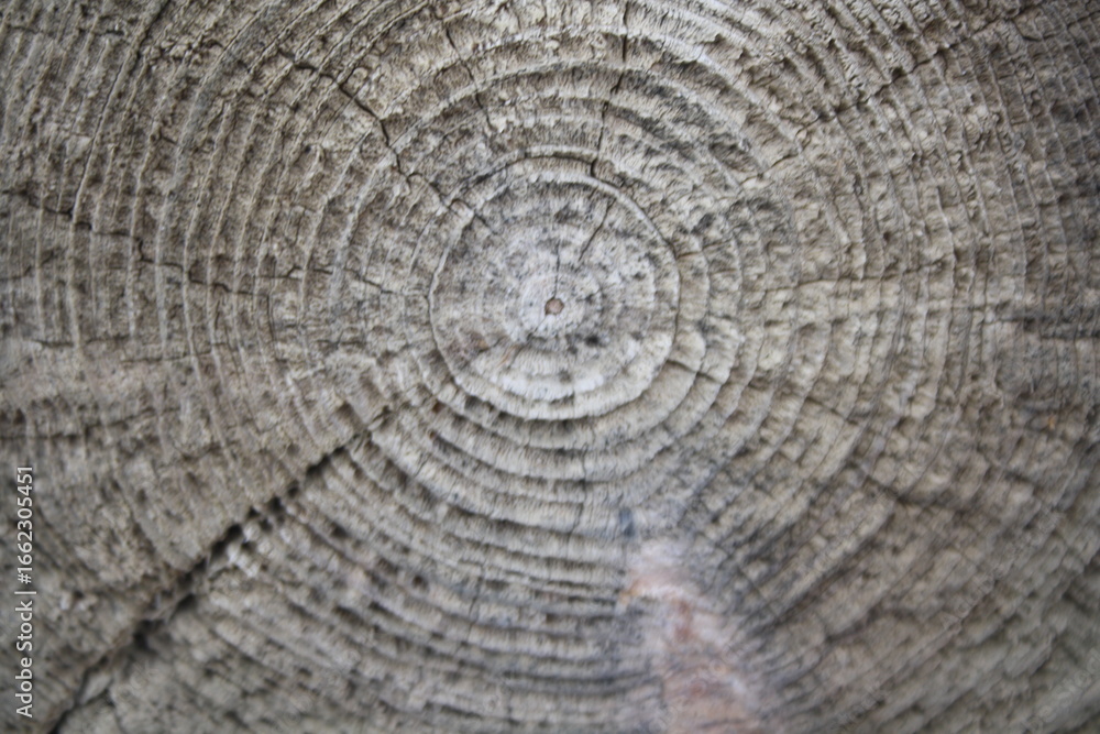 Naklejka premium old wood texture