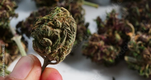 cannabis dry bud close up medical marijuana