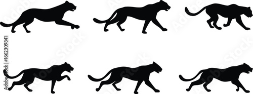  set of leopard