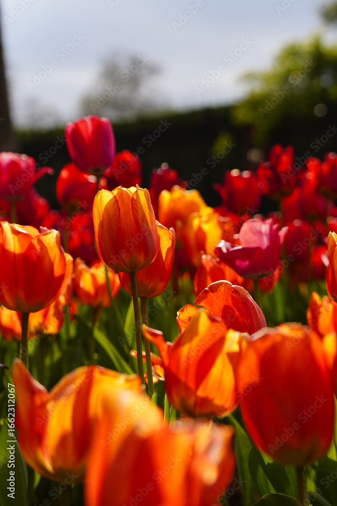 Fototapeta premium tulip