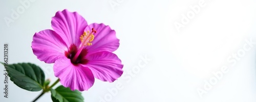 Single purple Hibiscus flower against pure white background Ideal for design , detail, copy space, beautiful
