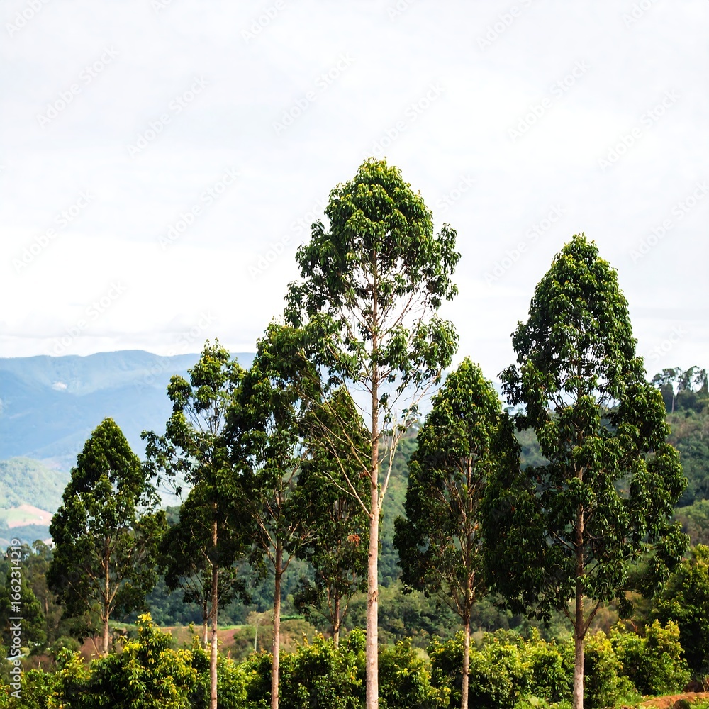 Obraz premium Tall trees against a mountain backdrop