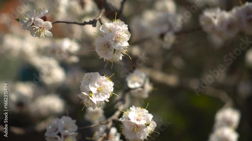 Delicate branch of blooming apricot in spring garden - pink lace of petals