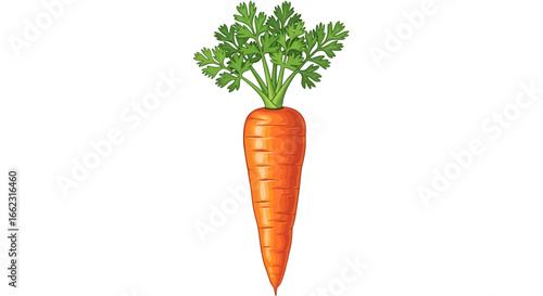 Harvesting Fresh Carrots, Vegetable Garden, Nutritional Food, Organic Farming, Outdoor, Close-Up View, Healthy Eating Concept