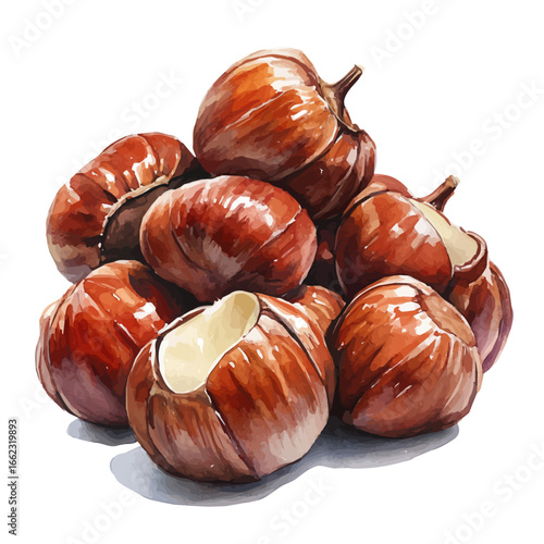 Roasted Chestnuts, watercolor drawing vector, isolated on a white background.