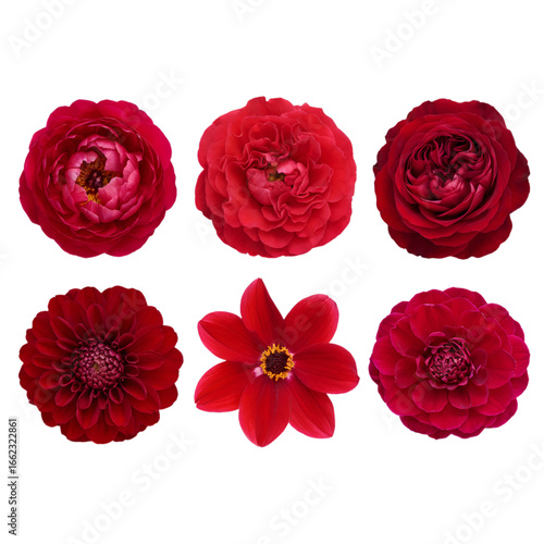 Png red rose flower collection beautiful floral arrangement roses dahlias isolated for valentines day gift 100 Isolated on white background