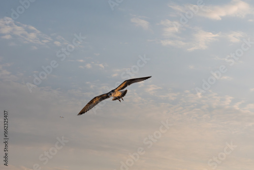 Seagull flying in sunset light with wings spread against cloudy sky