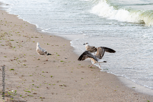 Seagulls walking and playing on sandy beach with sea waves