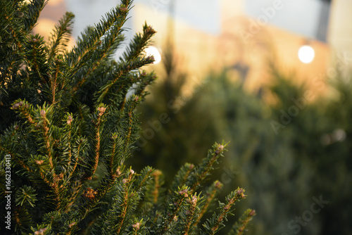 Close up of a fresh cut live Christmas tree on a neighborhood lot