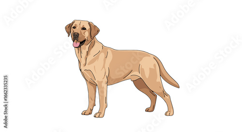 Illustration of a light brown labrador retriever standing with its tongue out on a white background on transparent background