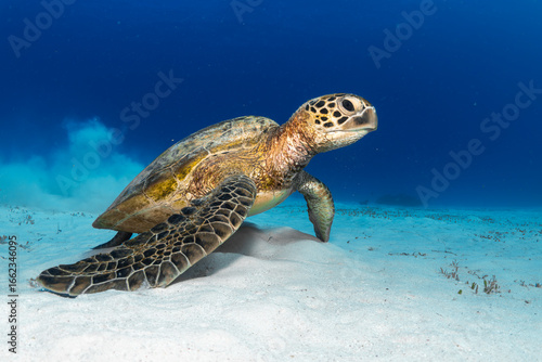 Green sea turtle resting on the sandy ocean floor at Lady Elliot Island, Queensland, surrounded by coral and marine life.