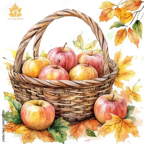 Crisp Apples Autumn Basket, watercolor painting vector, isolated on a white background.