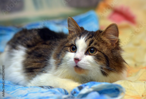 Fotografie a fluffy domestic cat with expressive eyes, lying on a bright blanket