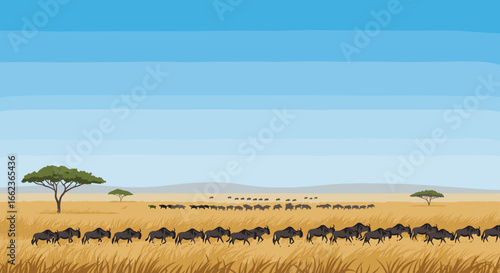 Wildlife migration event in african savanna animal herds moving through golden grasslands aerial perspective. Vector illustration