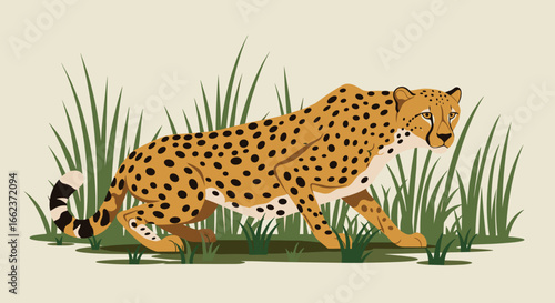 Cheetah stalking prey in tall grass nature scene digital illustration wildlife side view predator instincts. Vector illustration