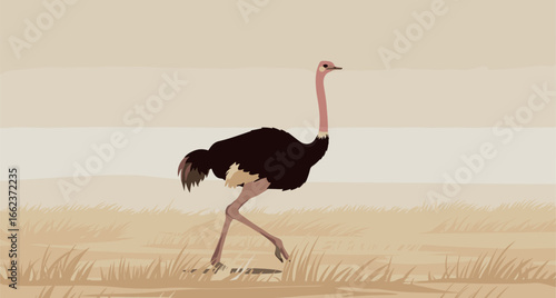 Ostrich running across the savanna wildlife photography serene environment side view nature concept. Vector illustration
