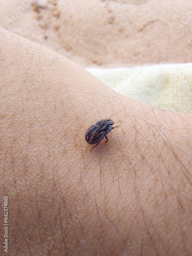 beetle on the palm