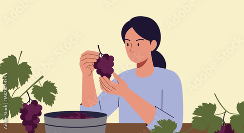 Grape picking activity vineyard illustration indoor eye-level sustainable harvesting techniques. Vector illustration