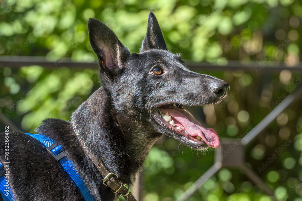 Naklejka premium a black dog with short, smooth hair in a bright blue harness. 