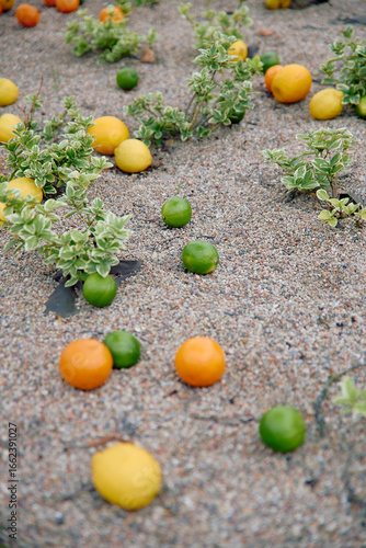 Fresh citrus fruits spread over pebble garden soil