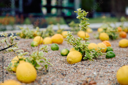 Lemons and limes growing in sandy soil