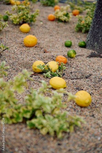 Colorful citrus fruits scattered on dry gravel ground