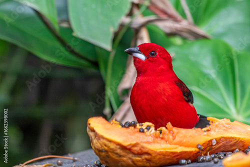 Brazilian Tanager or Tiê-Sangue bird of the Atlantic Forest - Male - South East Brazil - South America (Ramphocelus bresilia) - Eating Papaya