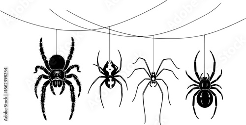 Hand drawn vector illustration of four distinct spiders suspended on threads in varying sizes and poses