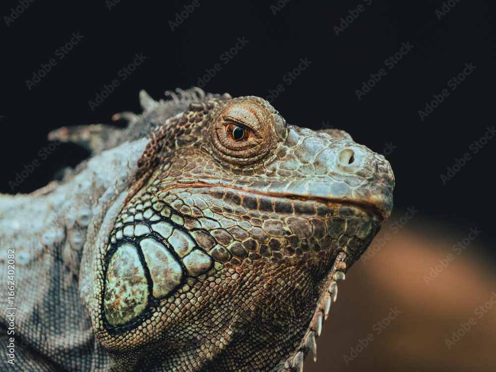 Fototapeta premium close up of iguana