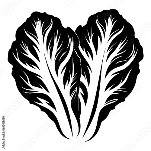 Monochrome Illustration of Napa Cabbage Leaves with Intricate Venation Pattern on White Background