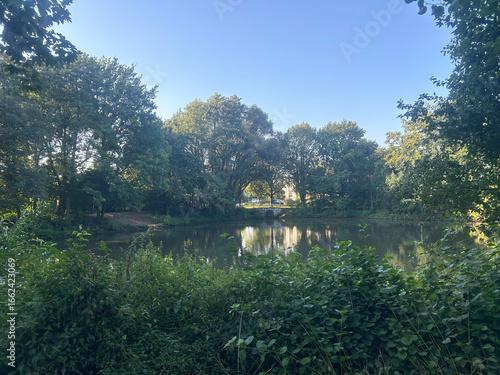 Lush Green Trees Reflected in a Calm Park Pond