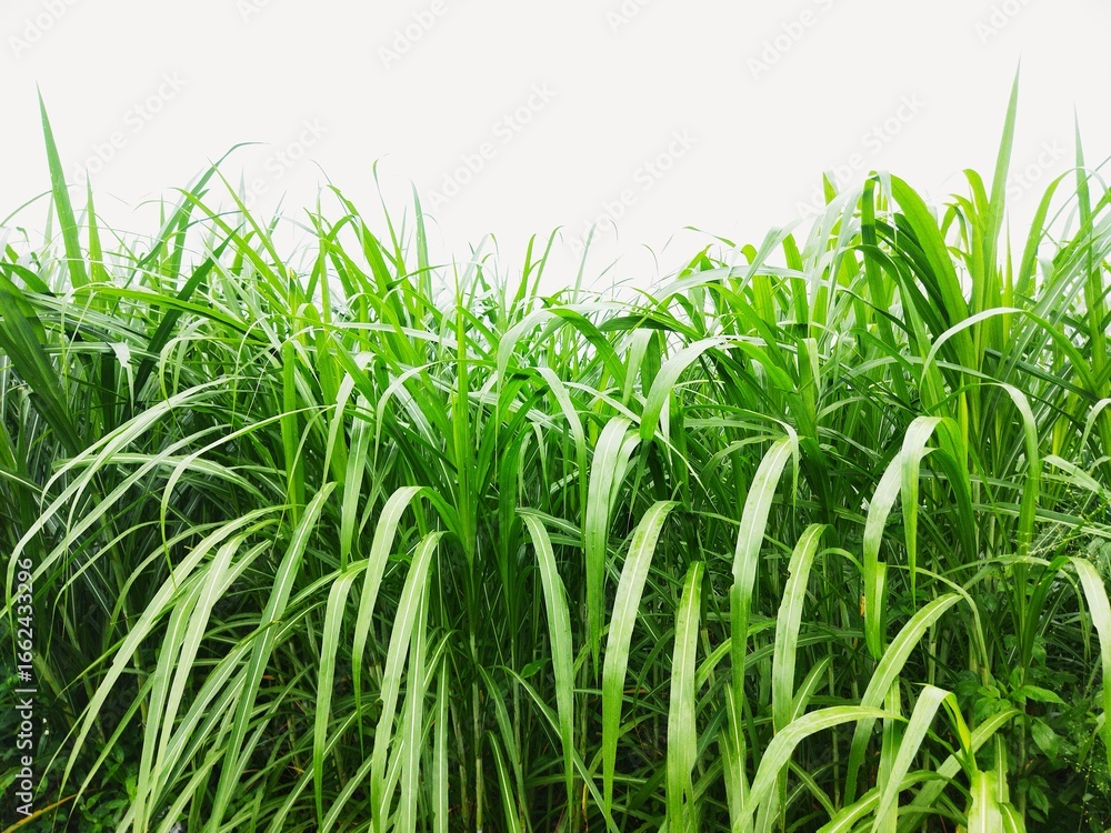 Obraz premium Lush green grass under bright daylight. High-resolution nature background ideal for eco themes, agriculture visuals, and organic design. Freshness of wild tropical vegetation