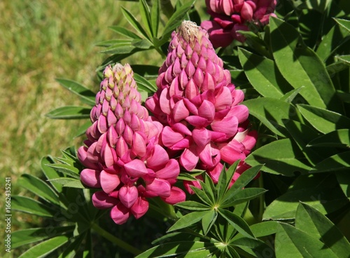 Lupine Gallery Red (Lupinus polyphyllus) pink flowers in garden in Montana