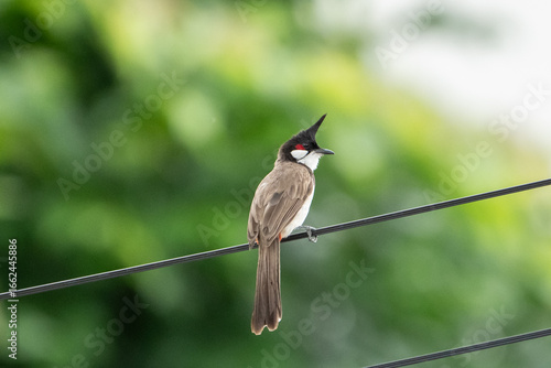 Принти на полотні The red-whiskered bulbul (Pycnonotus jocosus) perched on a electric wire