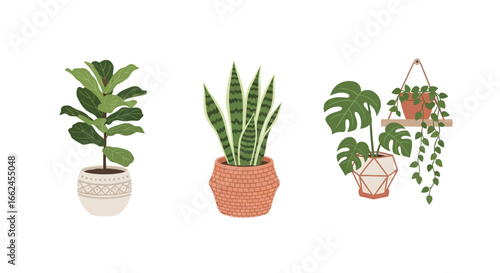 Collection of potted houseplants in various styles, showcasing different plant types and decorative containers.