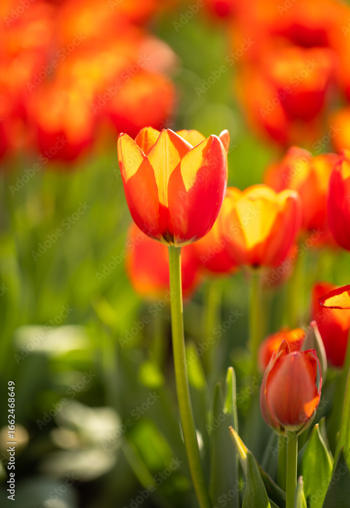 Obraz premium Red and yellow tulips in a garden