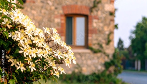 Blooming Clematis by Stone House
